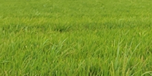 粵東蓮花山鎢礦區(qū)稻米砷污染防治技術(shù)示范