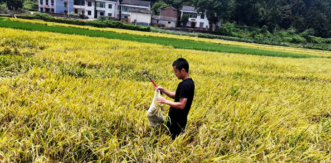 2020年淥口區(qū)重金屬污染耕地修復(fù)治理服務(wù)項(xiàng)目