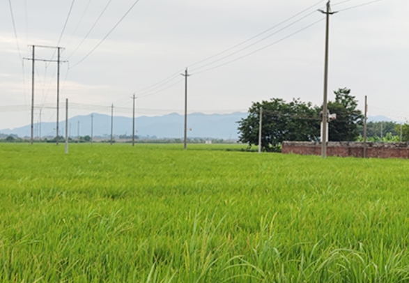 2020年清遠(yuǎn)市清新區(qū)受污染耕地安全利用試點(diǎn)示范